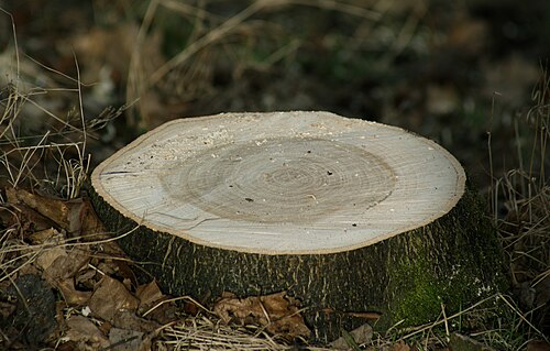 Tree stump removal cost