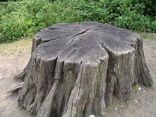 how long does it take to grind a tree stump