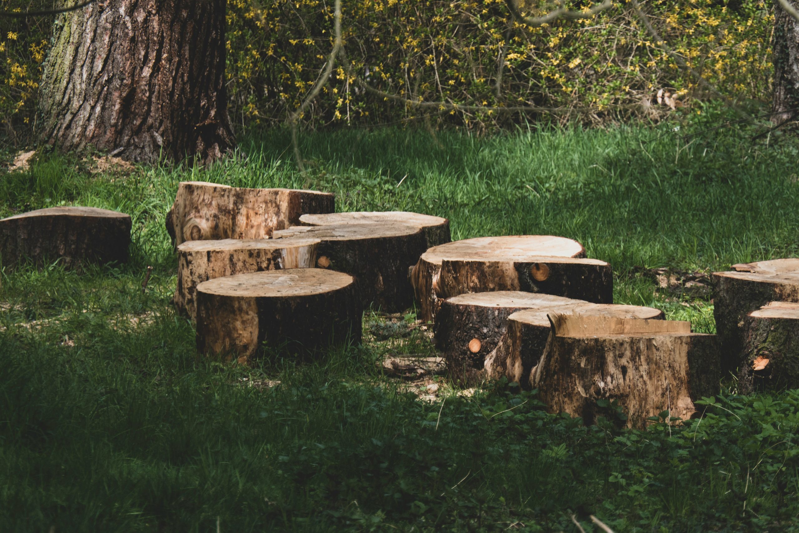 Tree Stump Removal Cost